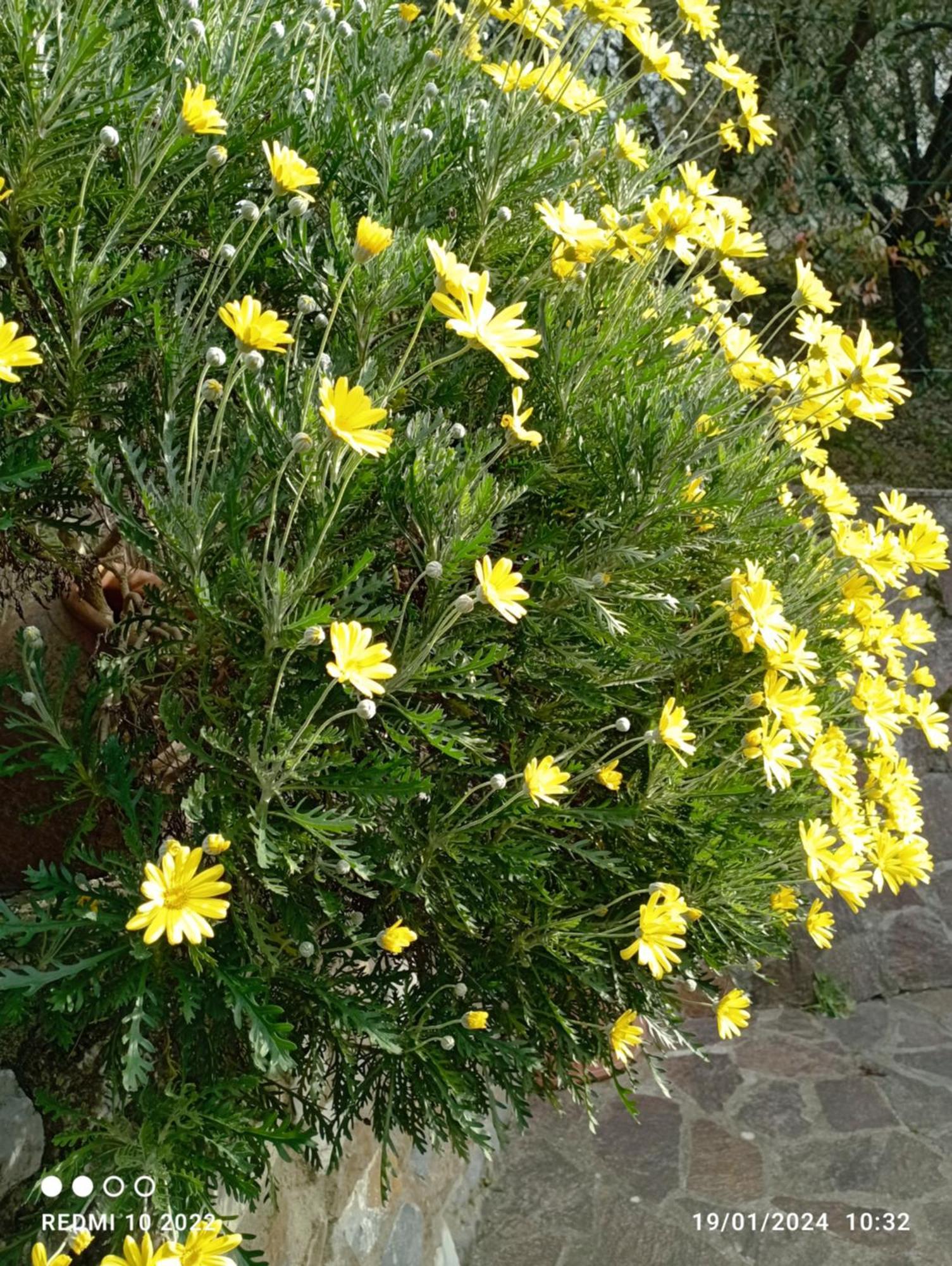 Villa Luna Comeana Εξωτερικό φωτογραφία