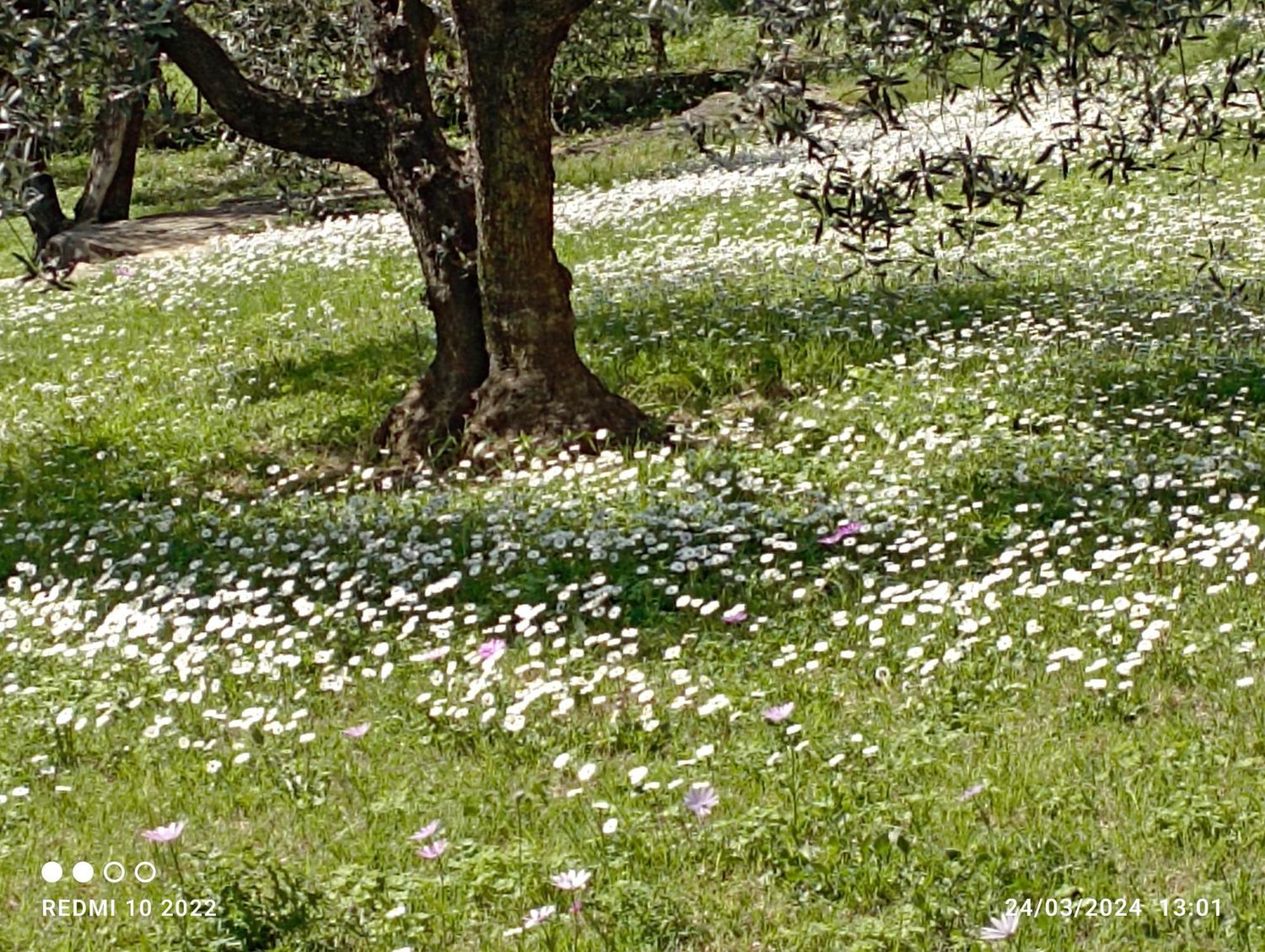 Villa Luna Comeana Εξωτερικό φωτογραφία
